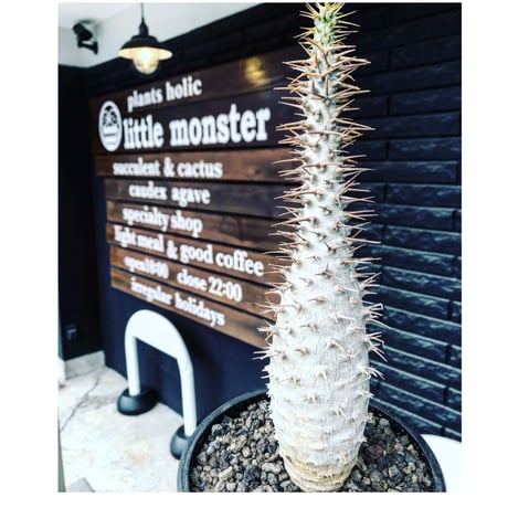 pachypodium  ambongense《L size》驚愕激希少種※現地球発根済株※店主私物株‼︎国内管理5年※現地球ならではの極白肌を持つ良樹形※mad black bowl pot植え