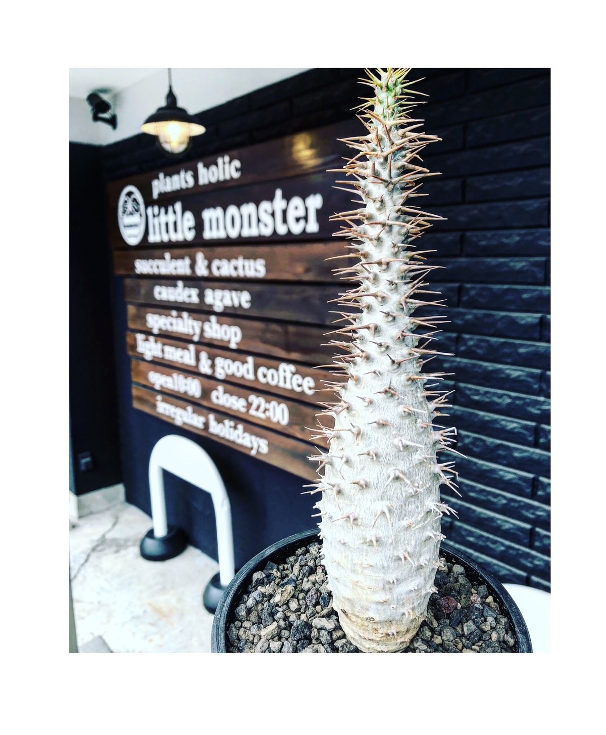 pachypodium ambongense《L size》驚愕激希少種※現地球発根済株 pachypodium ambongense《L size》驚愕激希少種※現地球発根済株