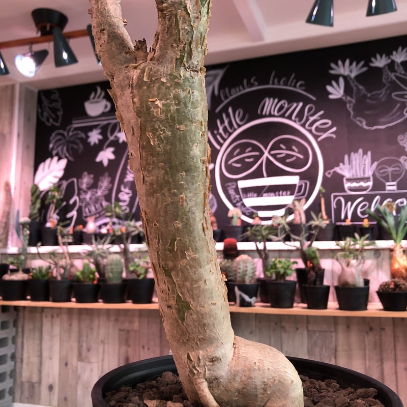 sesamothamnus busseanus《L size》極太激希少株※まばらトゲと白