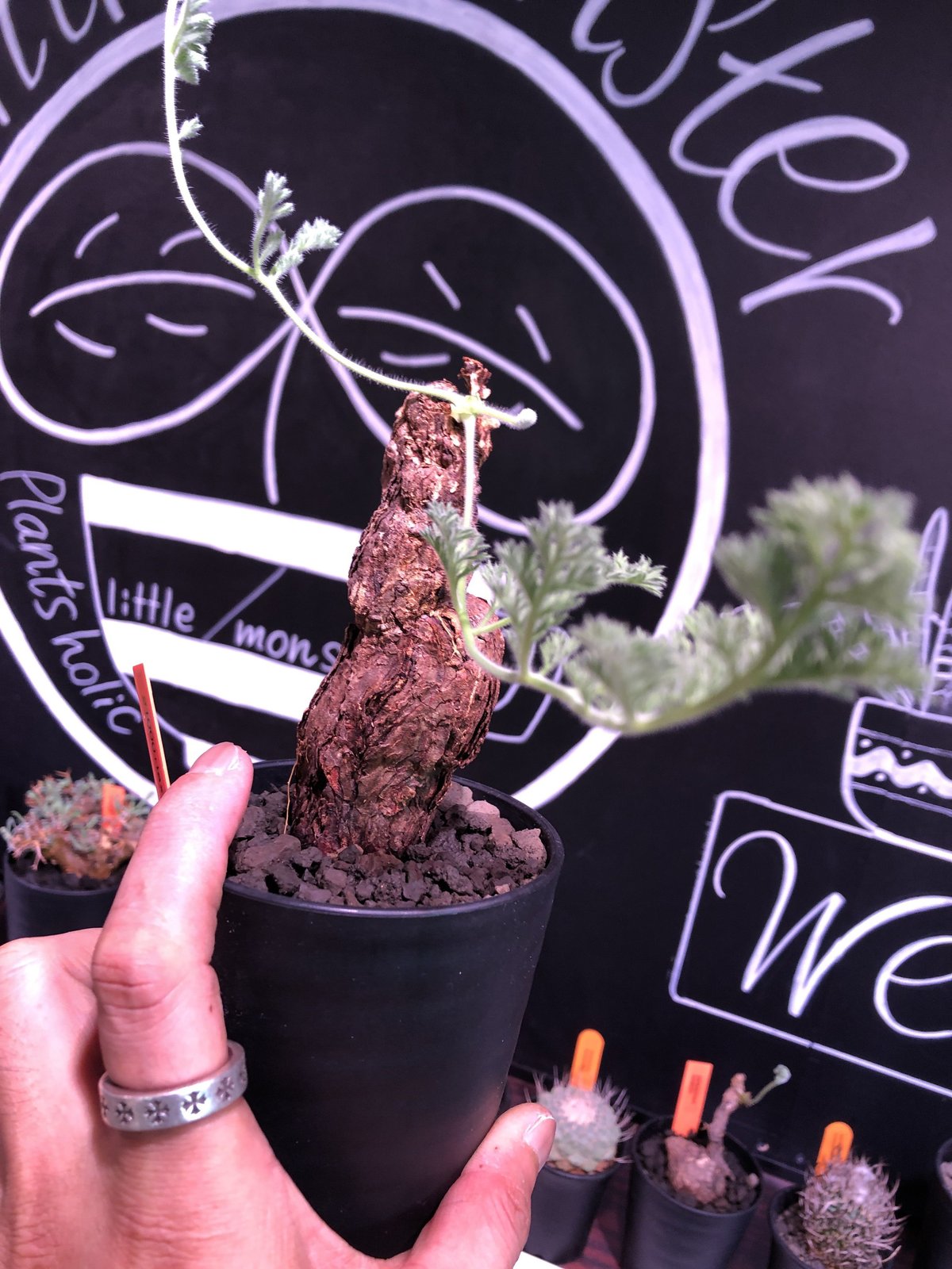 pelargonium triste《L size》big‼︎ トリステ！！ | plant