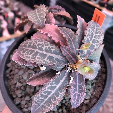 euphorbia francoisii var.crassiccaulis redreef《 L size》※現地球発根済株※店主国内管理6年株※赤葉白肌が堪らない※black bowl pot植え