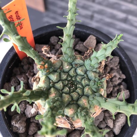 euphorbia gorgonis《大きめM size》※現地球発根済株※人気🐙タコもの‼︎美多肉質の葉と木質wild塊根部の二面性が魅力※mad  black pot植え