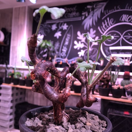 pelargonium  mirabile《大きめM size》※現地球発根済株※今後輸入が厳しいミラビレ🌱誰もが愛おしく堪らないと感じる冬型の人気者※mad black pot植え