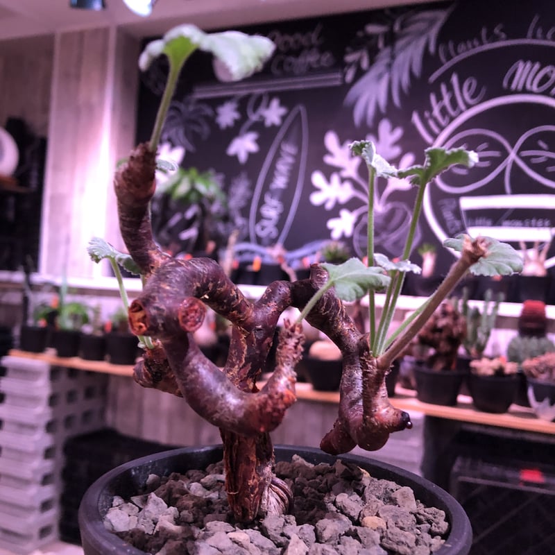 pelargonium mirabile《大きめM size》※現地球発根済株※今後輸入