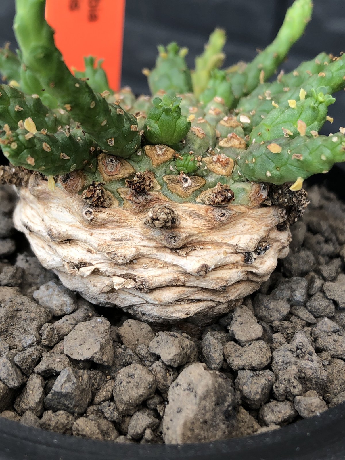 euphorbia gorgonis《M size》※現地球発根後店主国内管理2年株※人気🐙タ