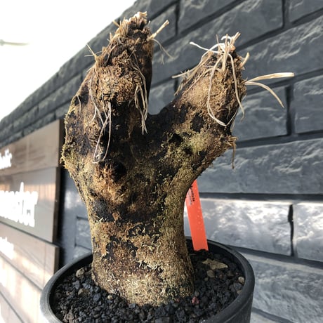 xerophyta trichophylla《S size》※現地球発根後店主国内管理2年株※驚愕強靭株※枝振り良くweightもlow‼︎かわいい小振りサイズ※mad black pot植え