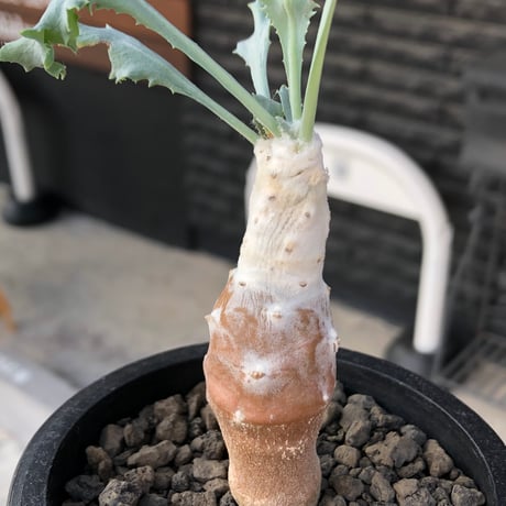 othonna cyclophylla《M size》※現地球株発根済※淡い冬型らしいカラーのギザギザ葉がかわいいシクロフィラ※black pot植え
