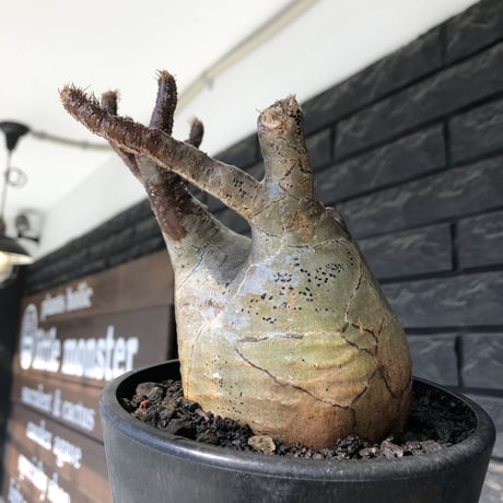 pachypodium gracilius《小さめ L size》※一部極赤肌&低重心株※現地球発根後店主国内管理4年株※班模様みたく赤肌とぼってり樹形が堪らない※mad black pot植え