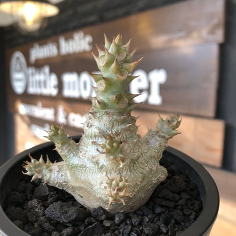 pachypodium windsorii《M size》※選抜littmon seed🌱※weight低き極ぼってり株元&枝振りも◎良樹形※mad black pot植え