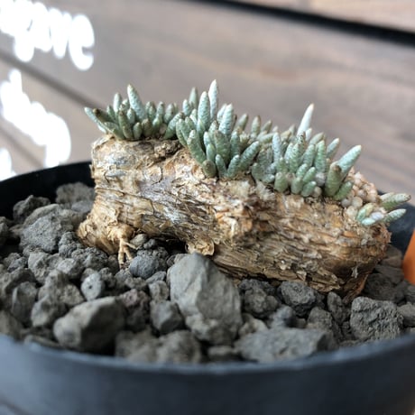 avonia   alstoni 《M size》 mad black  bowl pot植え