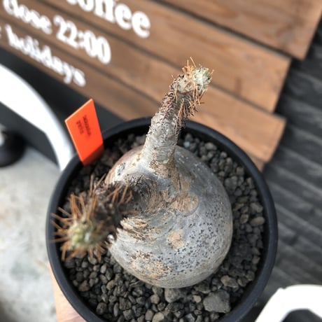 packypodium  gracilius《小さめM size》※現地球発根済株※店主国内管理３年株※短枝weight低く枝振りも良きぼってり良樹形グラキ※mad black pot植え