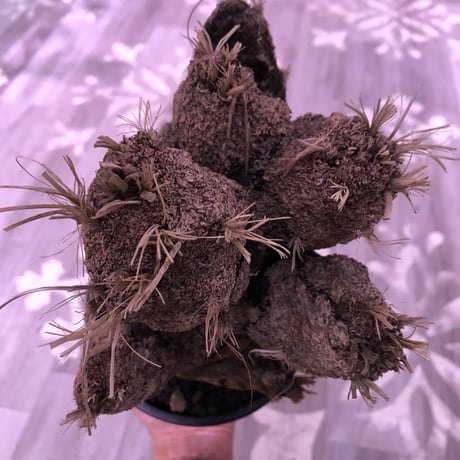 xerophyta  trichophylla《L size》※最強靭株‼︎再来‼︎　限定1株　※mad black pot植え