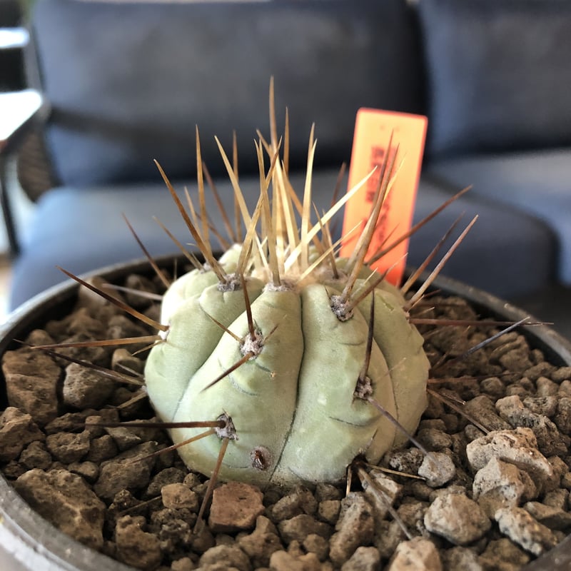 白肌　黒王丸　長刺　自根 サボテン：コピアポア 白刺黒王丸*幅24cm 現品 一品限り