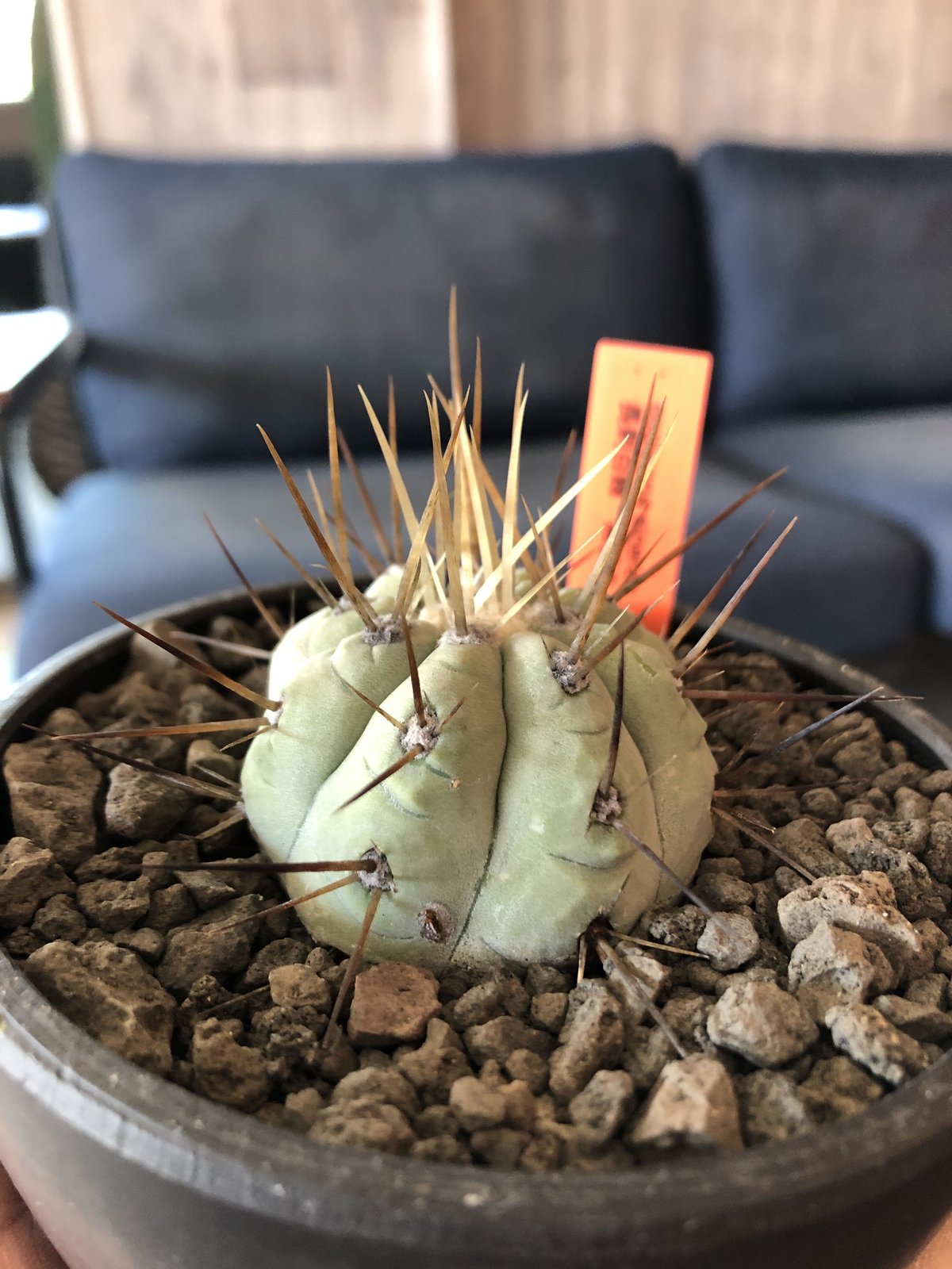copiapoa cinerea 長刺白棘黒王丸《小さめM size》希少※現地球株カキ