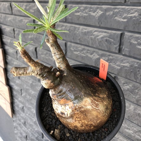 pachypodium gracilius《小さめL size》希少black肌+現地焼け※現地球発根後店主国内管理2年株※wildなcontrast株‼︎※mad black bowl pot植え