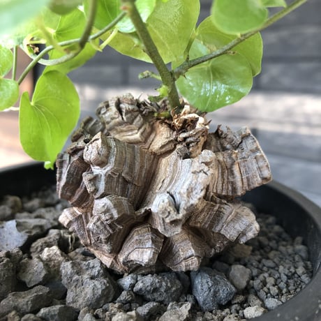 dioscorea elephantipes アフリカ亀甲竜《小さめM size》※現地球発根後店主国内管理3年株※compactながら堀が深くゴツゴツ感強き一株※mad black pot植え