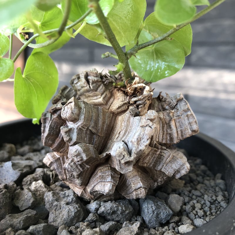 dioscorea elephantipes アフリカ亀甲竜《小さめM size》※現地球発根