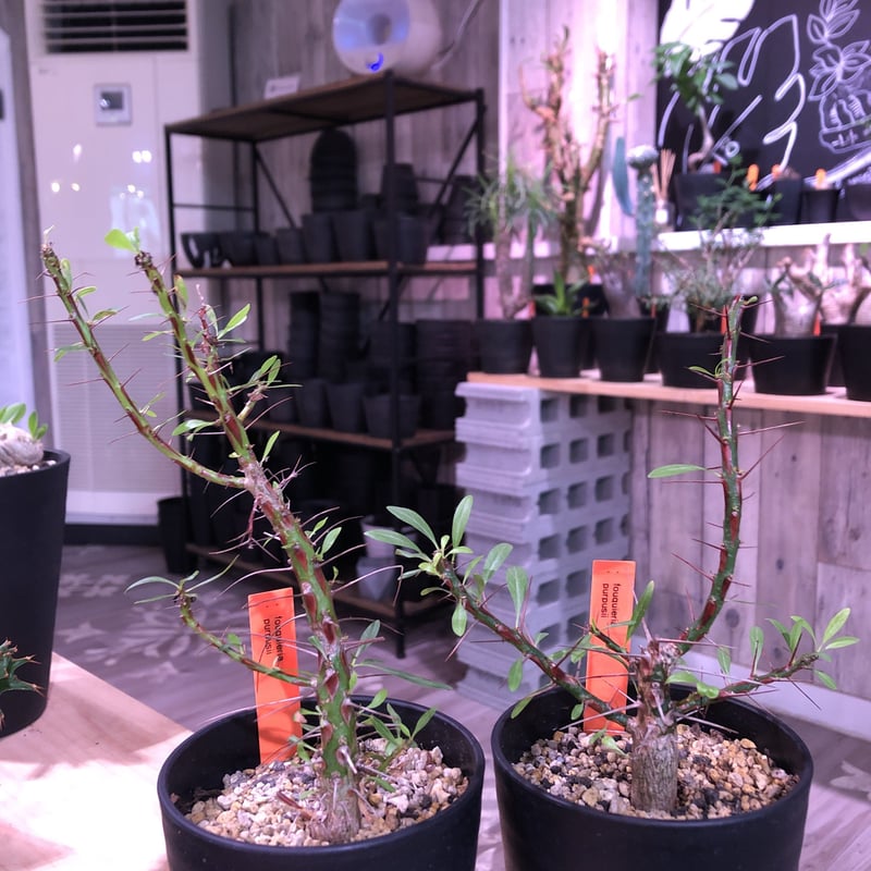 fouquieria purpusii《M size》balance良き人気プルプシー |