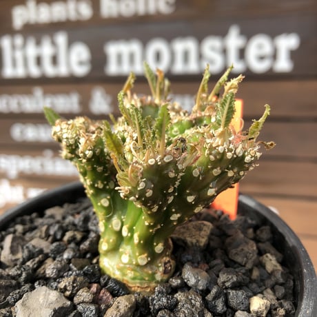 dorstenia  cristata 希少綴化株《L size》※ワイルドに躍動した装いに良き枝振りの一株※mad black bowl pot植え