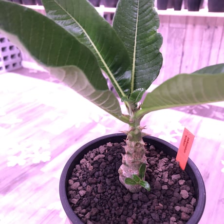 packypodium  windsorii《S size》現地実生２年株  発根済み株