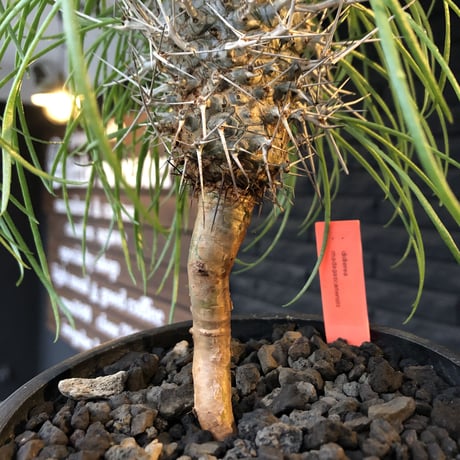 didierea  madagascariensis《大きめM size》※激希少株※シルバーの棘に覆われたイカした奴　※mad  black  pot植え
