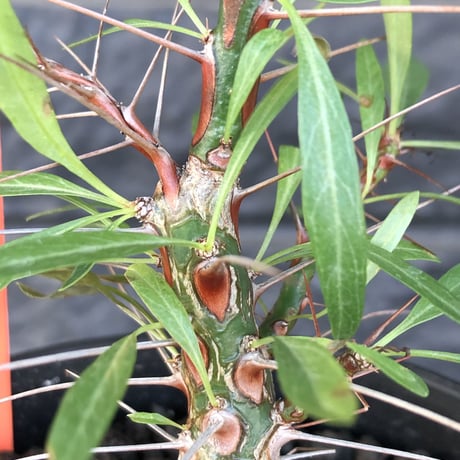 fouquieria  purpusii《M size》希少株