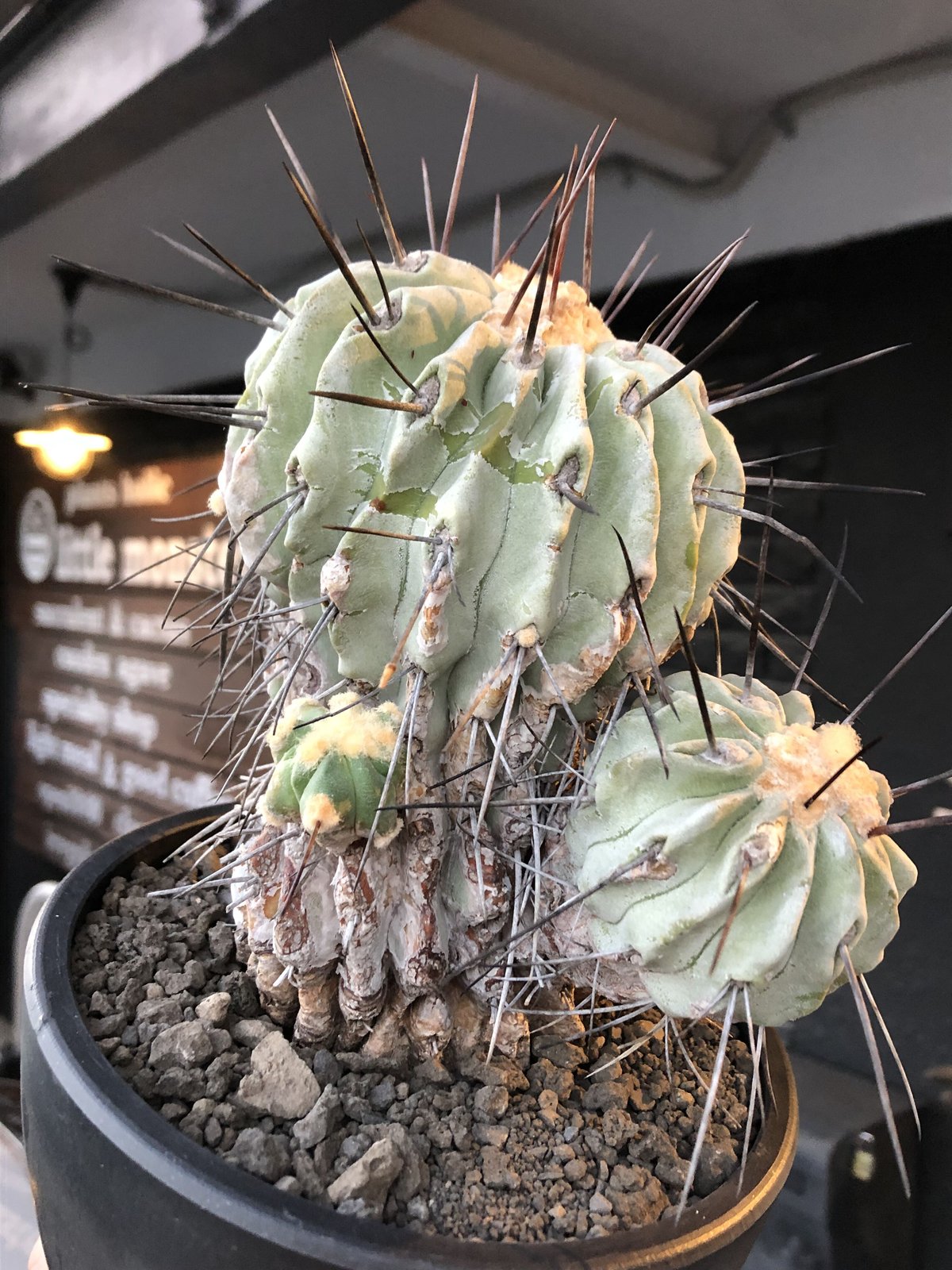 copiapoa cinerea ver.dealbata《L size》※現地球発根後店主国...