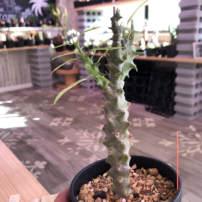 ceropegia dimorpha《M size》※独創性高き二色のmonster‼︎※