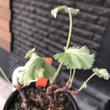 pelargonium  mirabile《大きめS size》※現地球店主国内管理4年株※愛おしく堪らないと感じる冬型の人気者※mad black pot植え