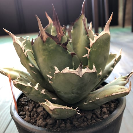 agave     titanota《M size》