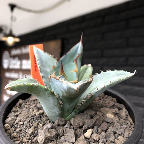 agave titanota blue《小さめM size》選抜株※現地球株発根済※今季の成長が楽しみな纏まり締まりも良き一株‼︎※mad black pot植え