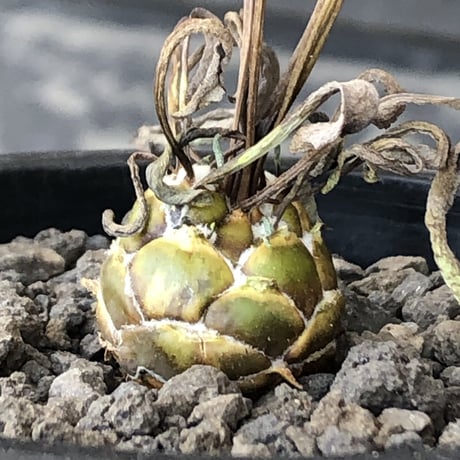 othonna   lepidocaulis《S size》※littmon seed🌱※ボール型からの成長と表皮の変色の変化も楽しめる一株※mad black pot植え