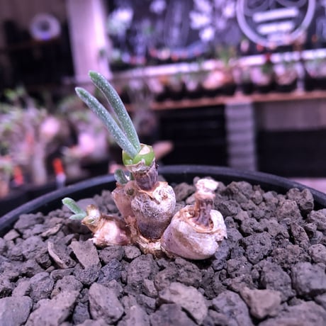 monilaria   moniliformis《S  size》※現地球発根済株※モニラリア属希少種　※冬型caudex‼︎   ※mad black bowl pot植え