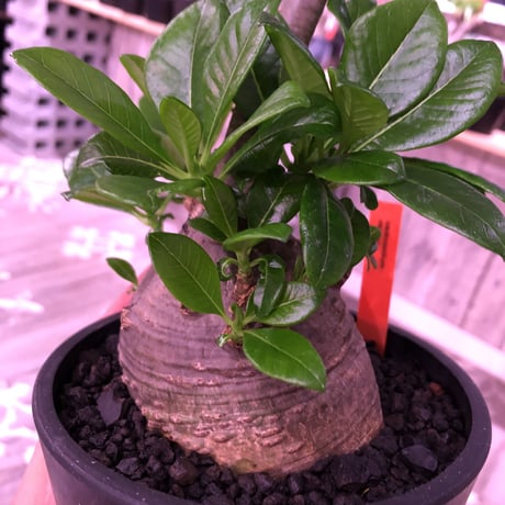 packypodium  decaryi 《 L  size》希少size‼︎ ※現地球発根済み　株元から珍しい程枝を出すでっぷり株‼︎※mad black pot植え