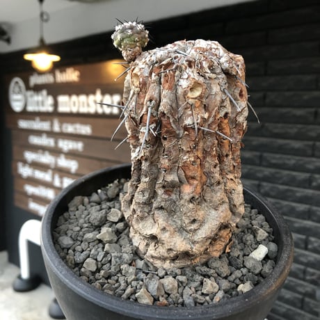 copiapoa cinerea 黒王丸《M size》※現地球発根後店主国内管理21年株※極上‼︎全身から生命力感じる木質ミイラ化した極上株※mad black bowl pot植え