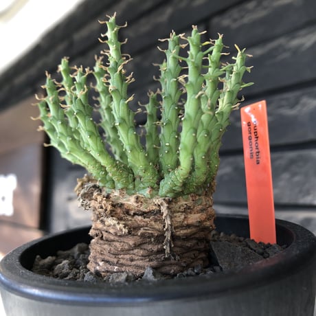 euphorbia gorgonis《M size》※現地球発根後店主国内管理3年株※人気🐙タコもの‼︎美多肉質葉&木質wild塊根の二面性が魅力※mad  black  pot植え