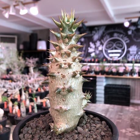 pachypodium  baronii《小さめL size》※激希少‼︎現地球発根済株※現地らしい荒いstuds棘に肌質‼︎確定枝を持ちweight低めな良樹形※mad black pot植え