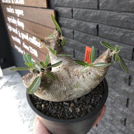 packypodium  cactipes triple he'd《M  size》※現地球発根済株※将来有望なbalanceも良き良樹形株‼︎※mad black pot植え