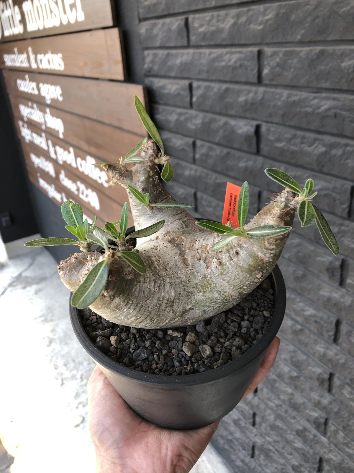 packypodium cactipes triple he'd《M size》※現地球発