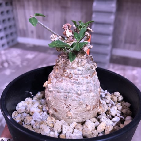 hockea  edulis《M size》