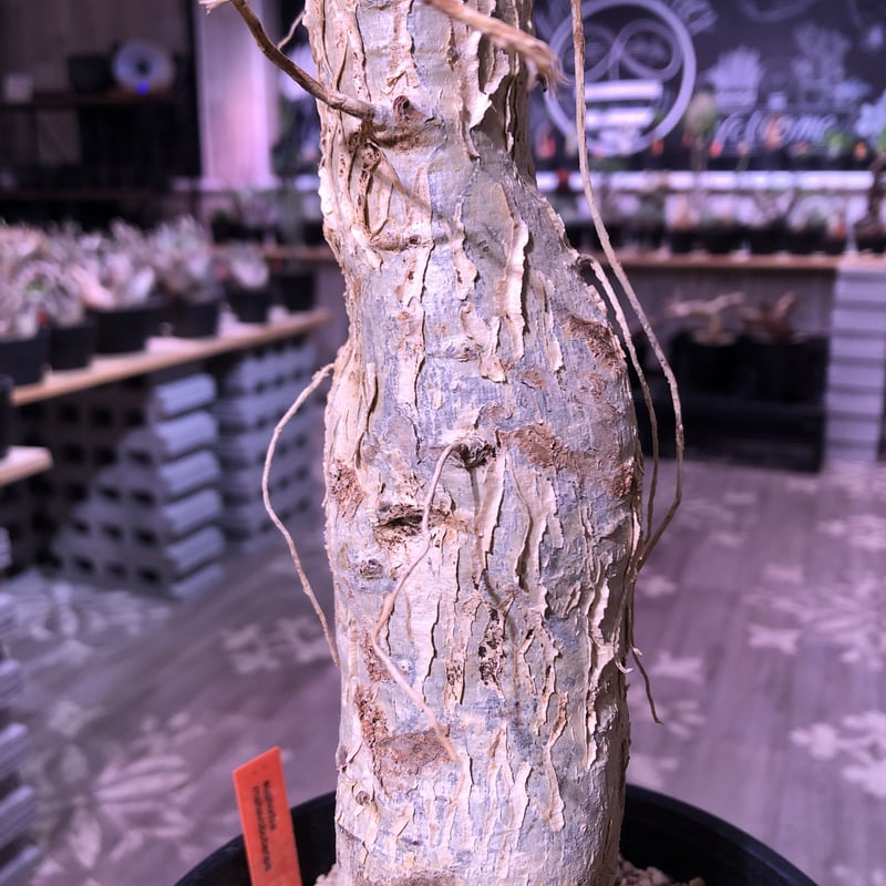 euphorbia mahabobokensis《L size》驚愕激希少種※マダガスカ