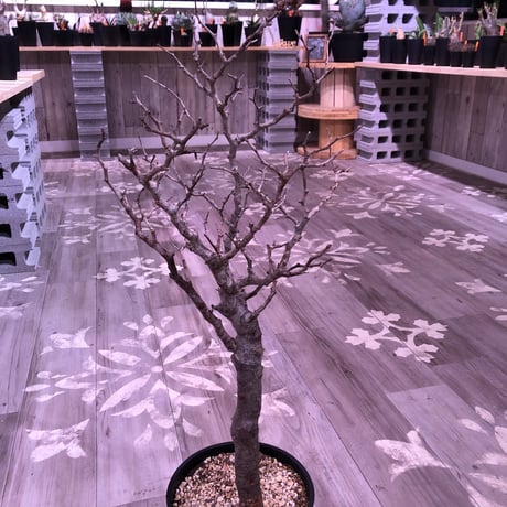 commiphora   monstrosa《 L  L size》未発根株