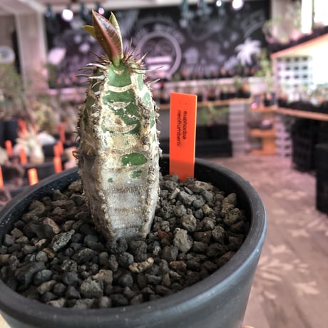 euphorbia   neohumbertii《小さめM size》※大変装いと肌質が良き管理長きフンベルティー（噴炎竜）葉もイキイキ展開中‼︎※mad black pot植え
