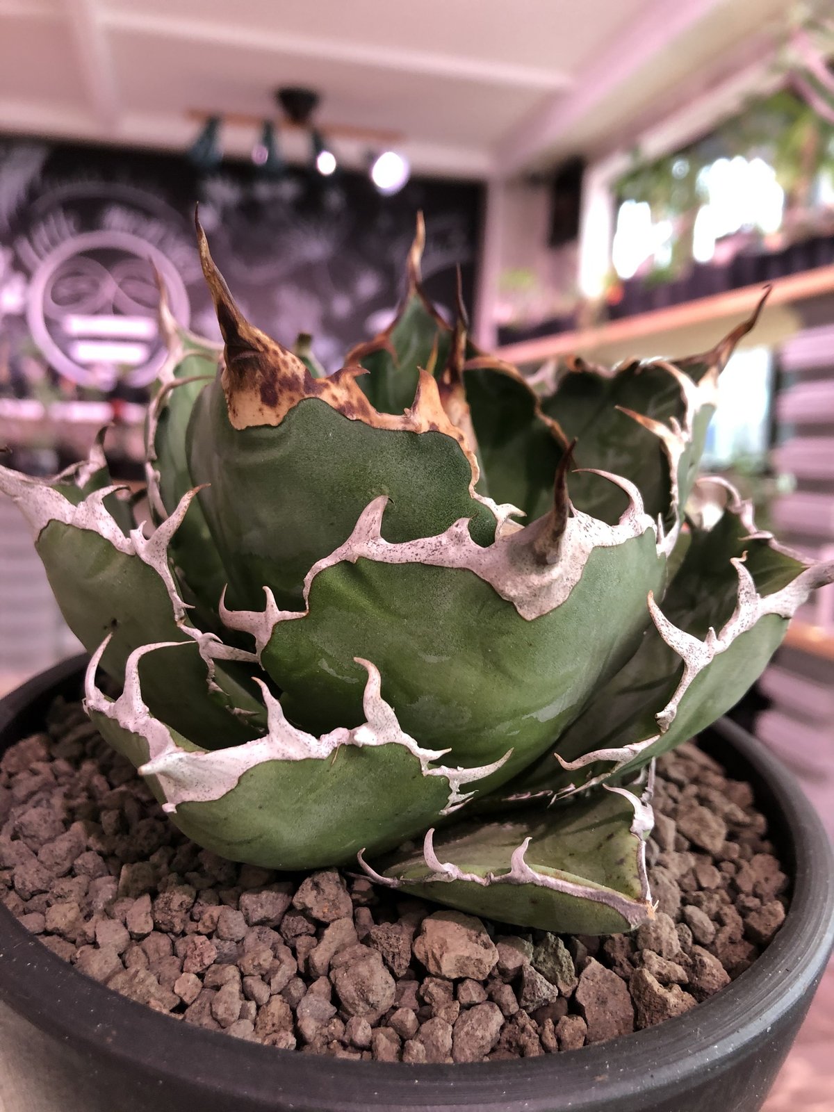 agave titanota 白鯨《M size》※最高の鋸歯に幅広肉厚葉（限定2株