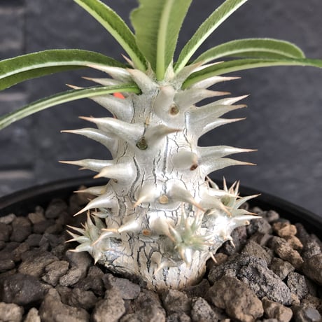 packypodium inopinatum  littmon  seed🌱《大きめS size》※流通少なき枝数多きリトモン実生！白花オススメ株※mad black bowl pot植え※限定２株
