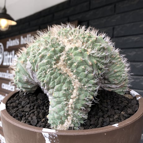 strombocactus 白棘菊水綴化群生《XL size》驚愕激希少‼️現地球発根後店主国内管理17年株※力強く美しい渾身のcollection株※brown marble bowl pot植え