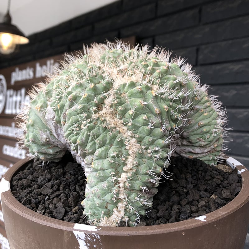strombocactus 白棘菊水綴化群生《XL size》驚愕激希少‼️現地球