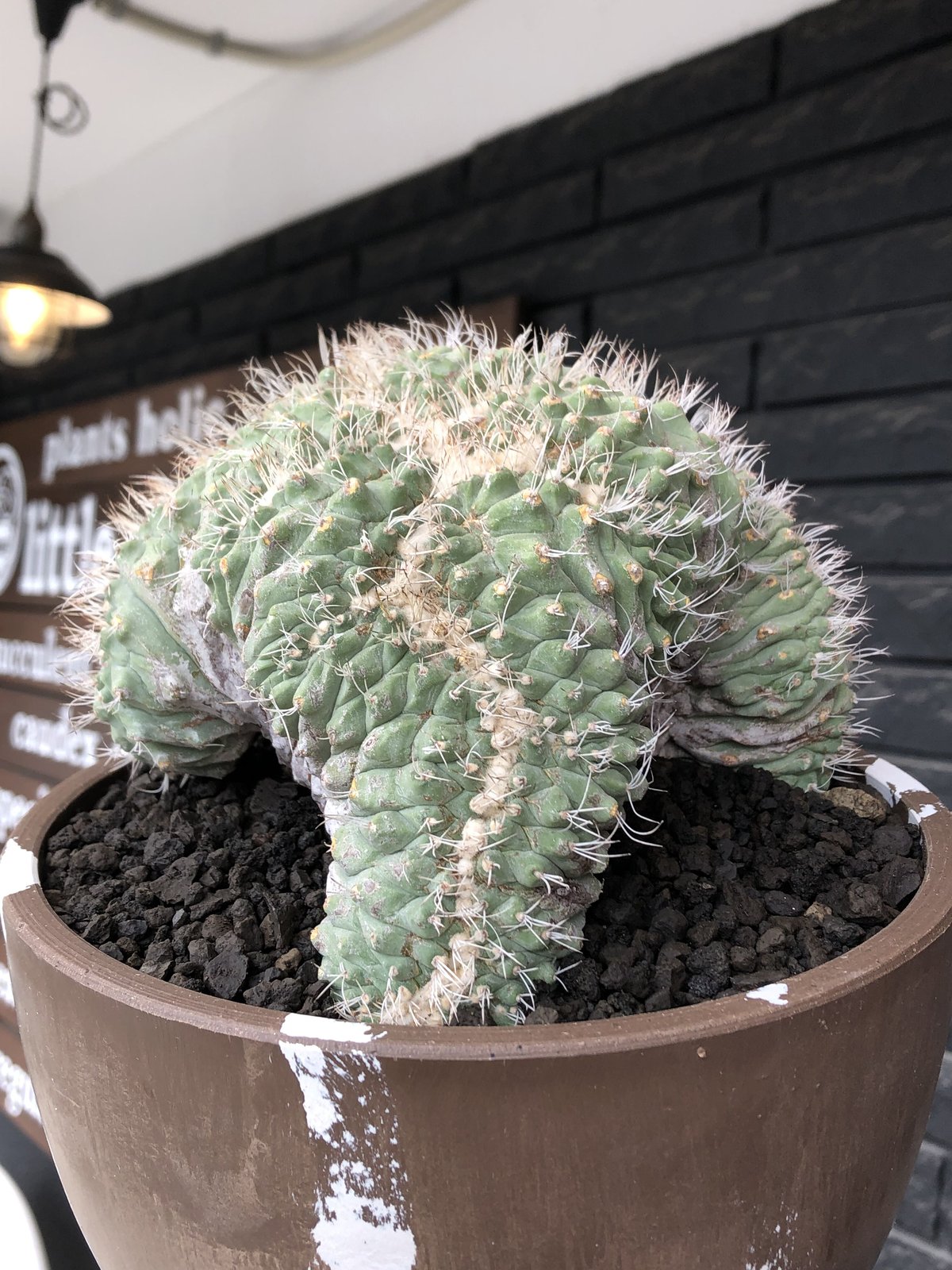 strombocactus 白棘菊水綴化群生《XL size》驚愕激希少‼️現地球