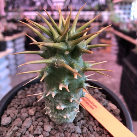 packypodium  ambongense  littmon seed🌱《M  size》※希少高きアンボンゲンセ‼︎激オススメ株※mad black pot植え
