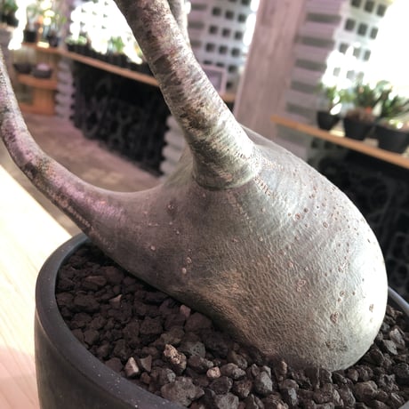 packypodium  gracilius《L  size》※現地球発根済み株‼︎  ※店主管理9年株‼︎※まだまだ成長中‼︎※mad black bowl pot植え